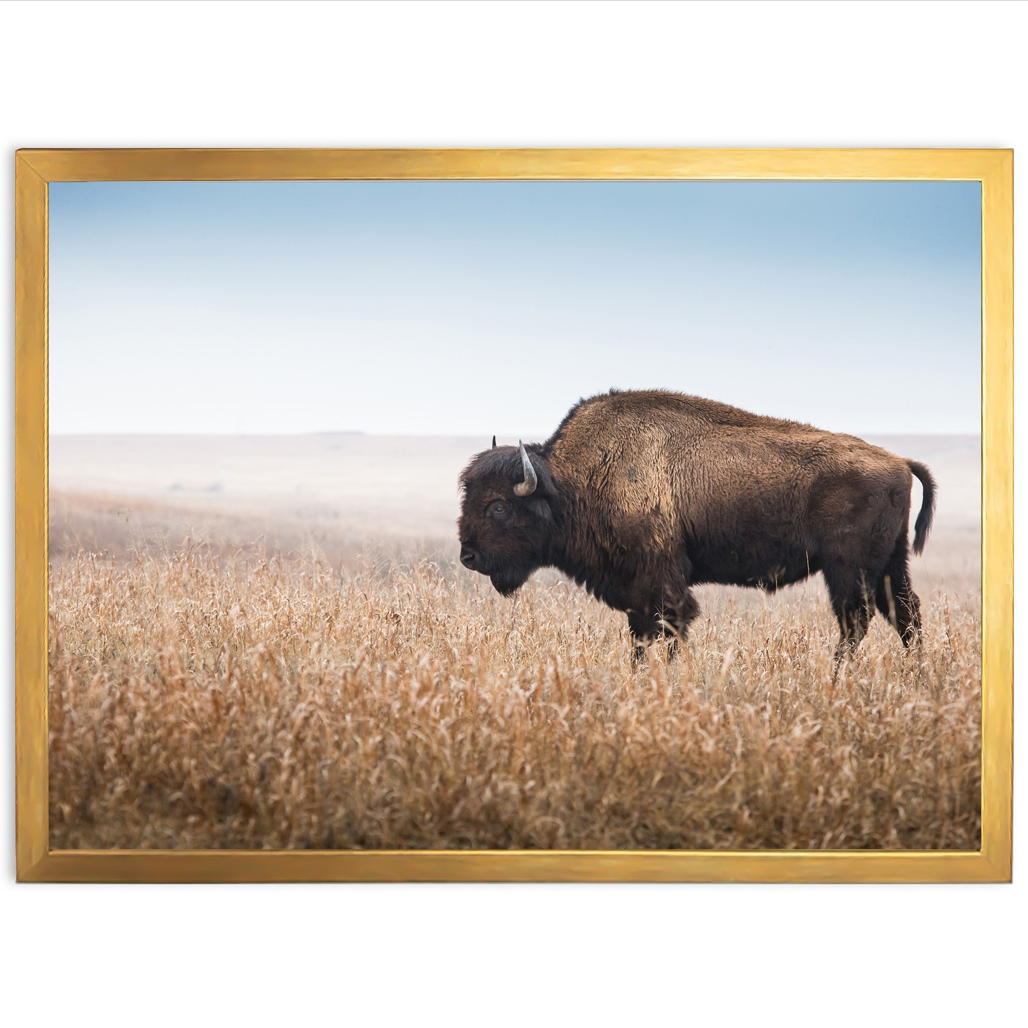 a bison standing in a field of tall grass