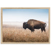 a large buffalo standing in a dry grass field