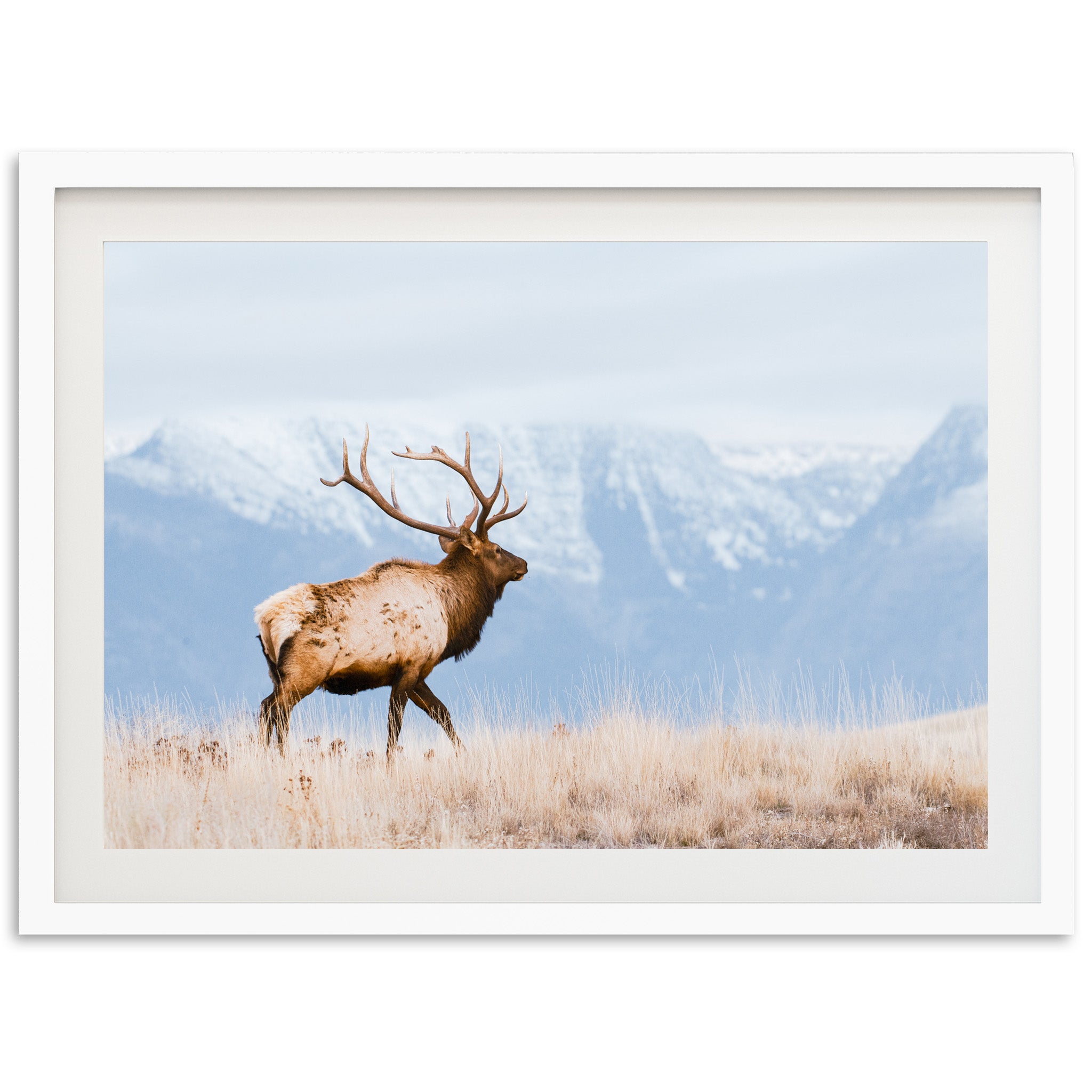 a picture of an elk in a field with mountains in the background