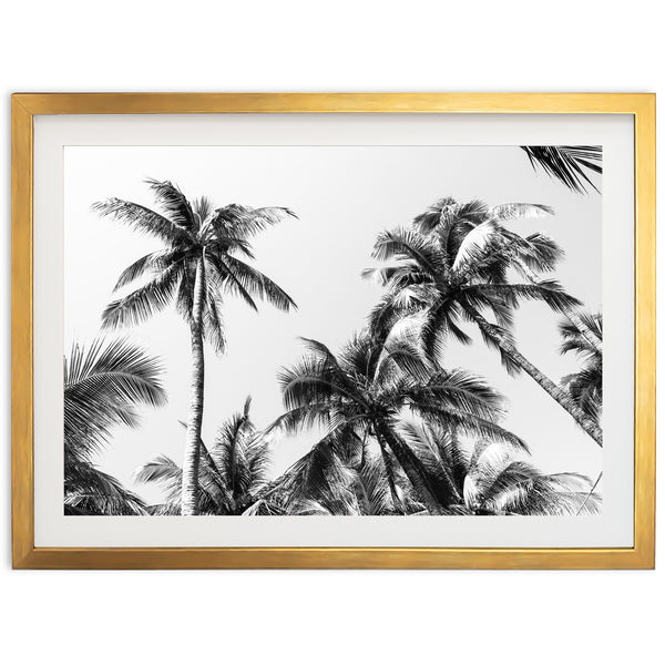 a black and white photo of palm trees