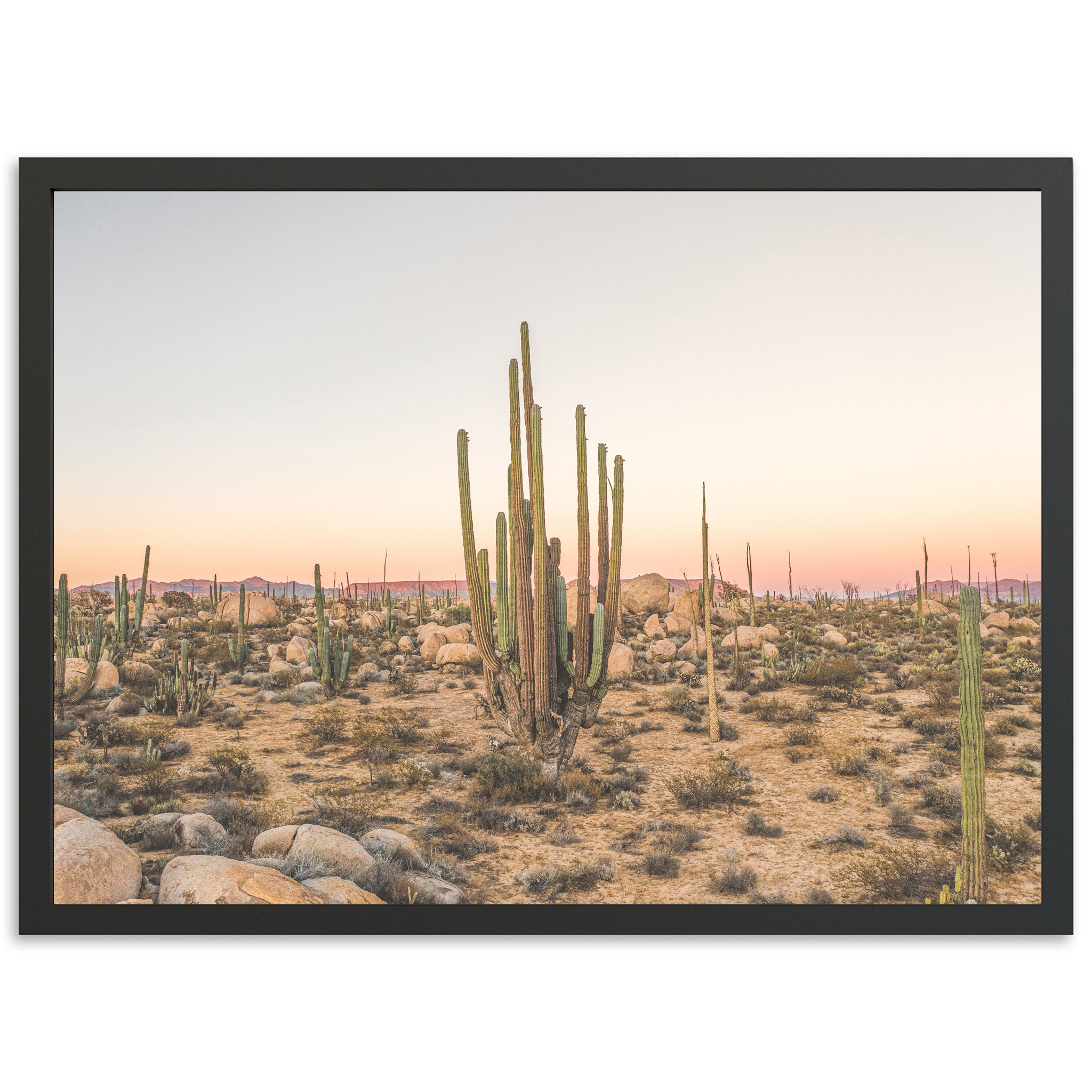 a picture of a desert with cactus trees