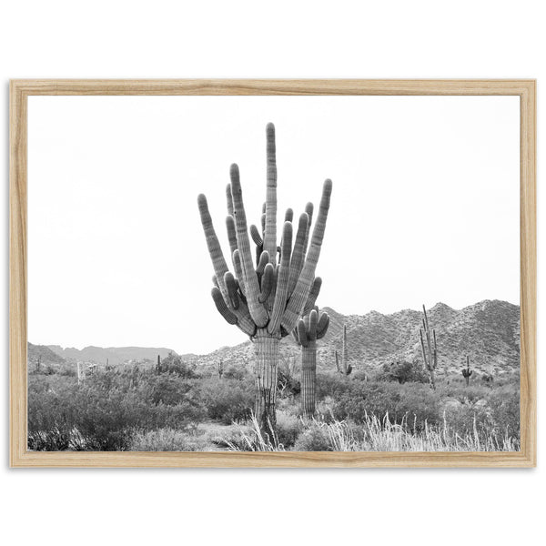 a black and white photo of a cactus