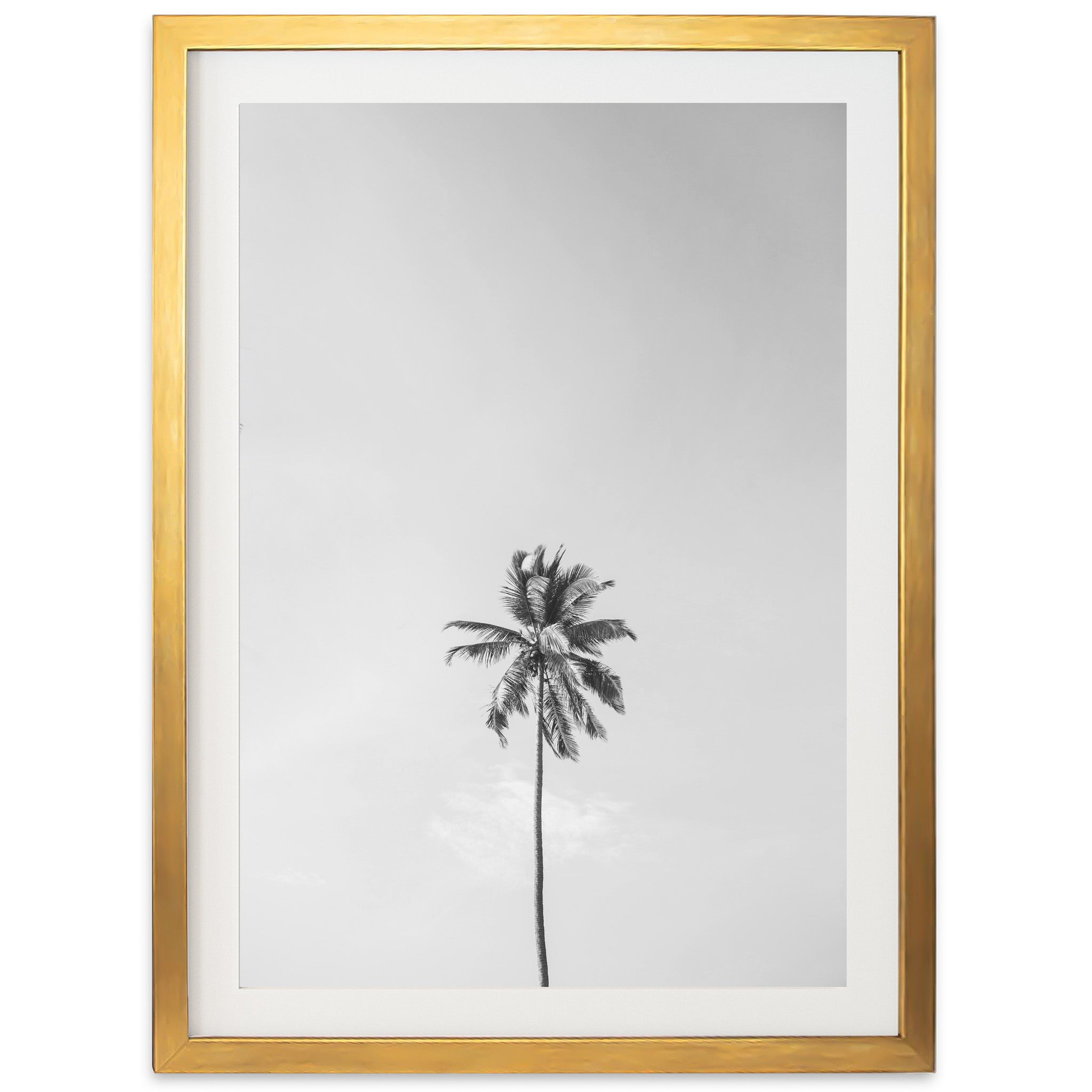 a black and white photo of a palm tree