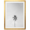 a black and white photo of a palm tree