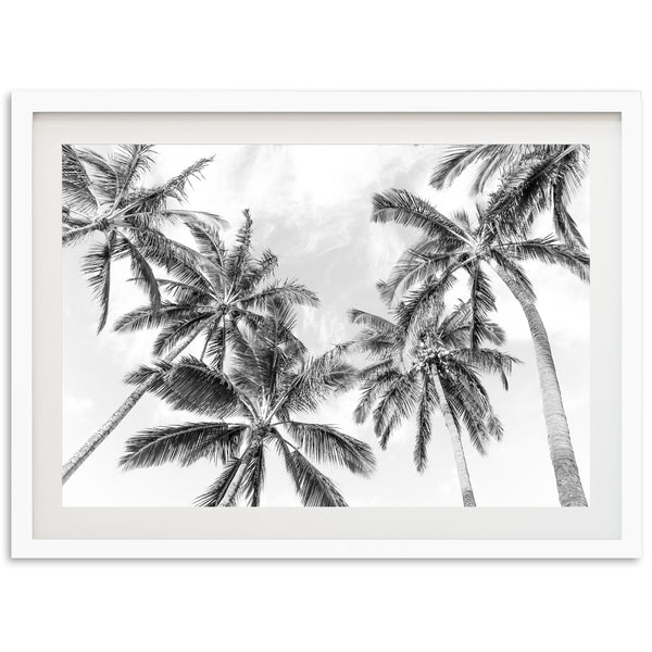 a black and white photo of palm trees