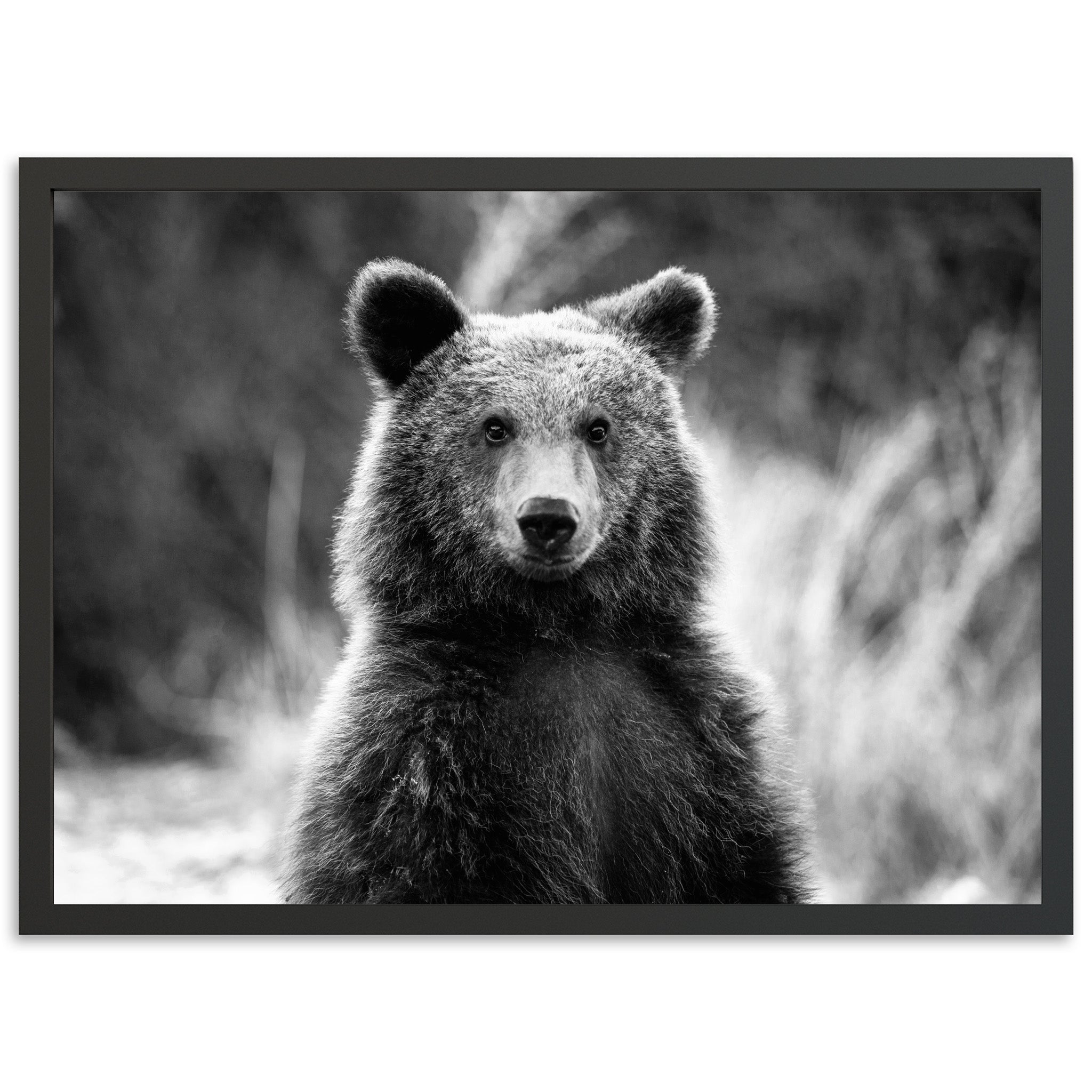 a black and white photo of a bear