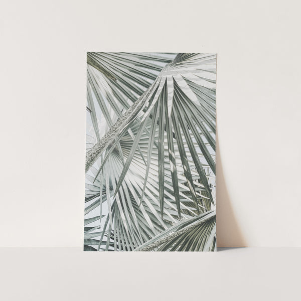 a picture of a palm tree in a white room