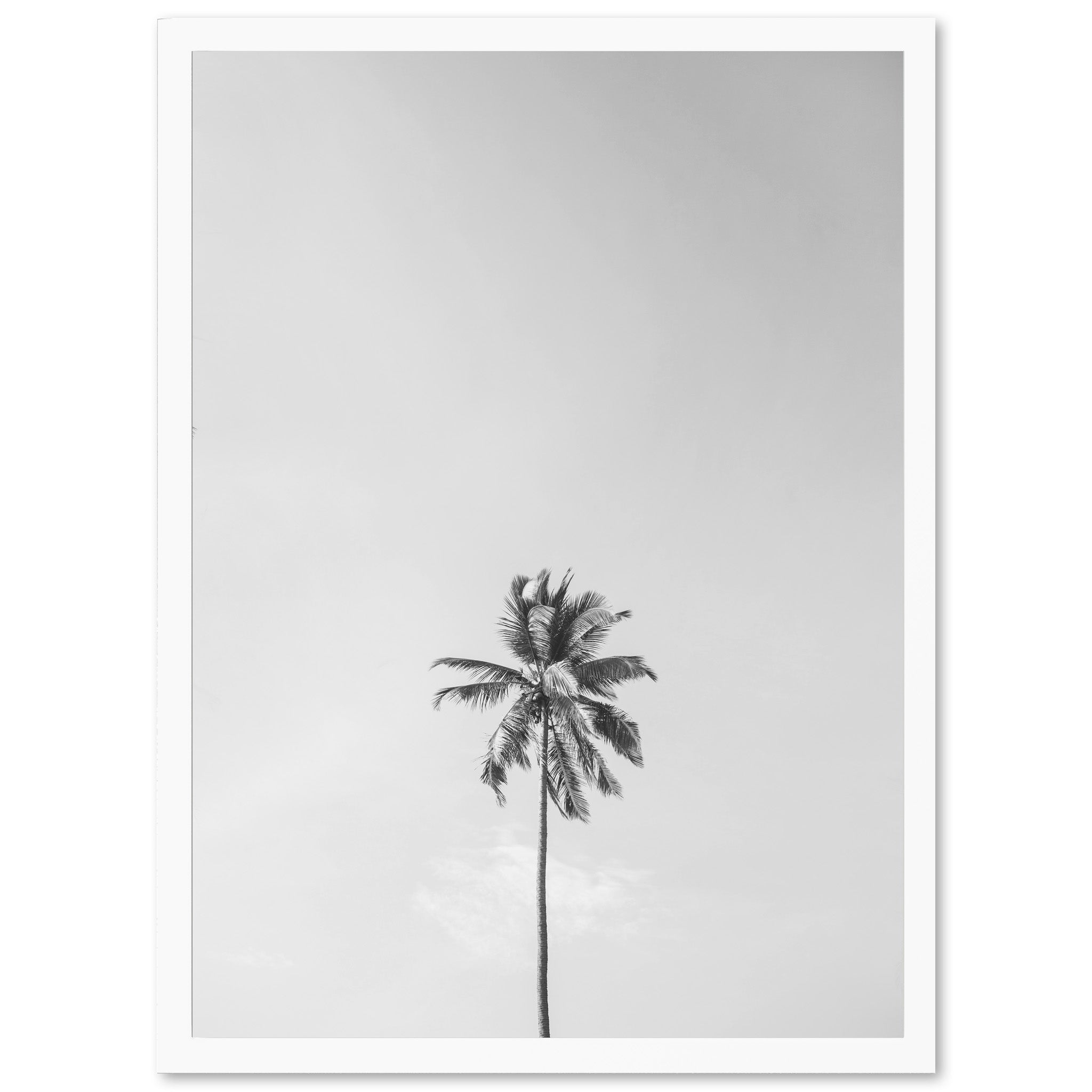 a black and white photo of a palm tree