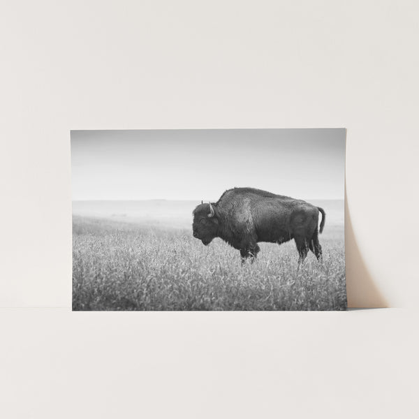 a black and white photo of a bison in a field