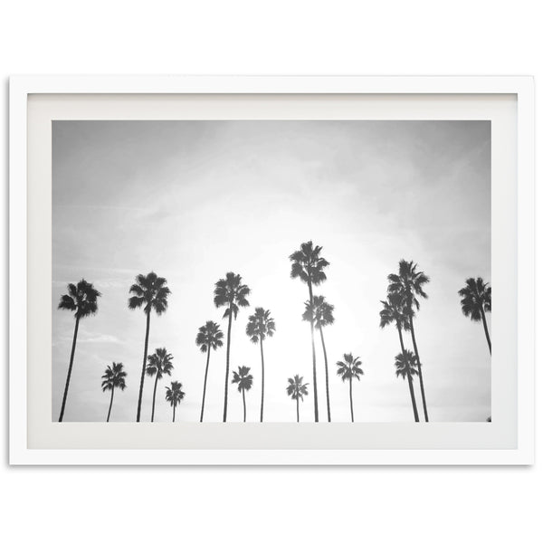 a black and white photo of palm trees