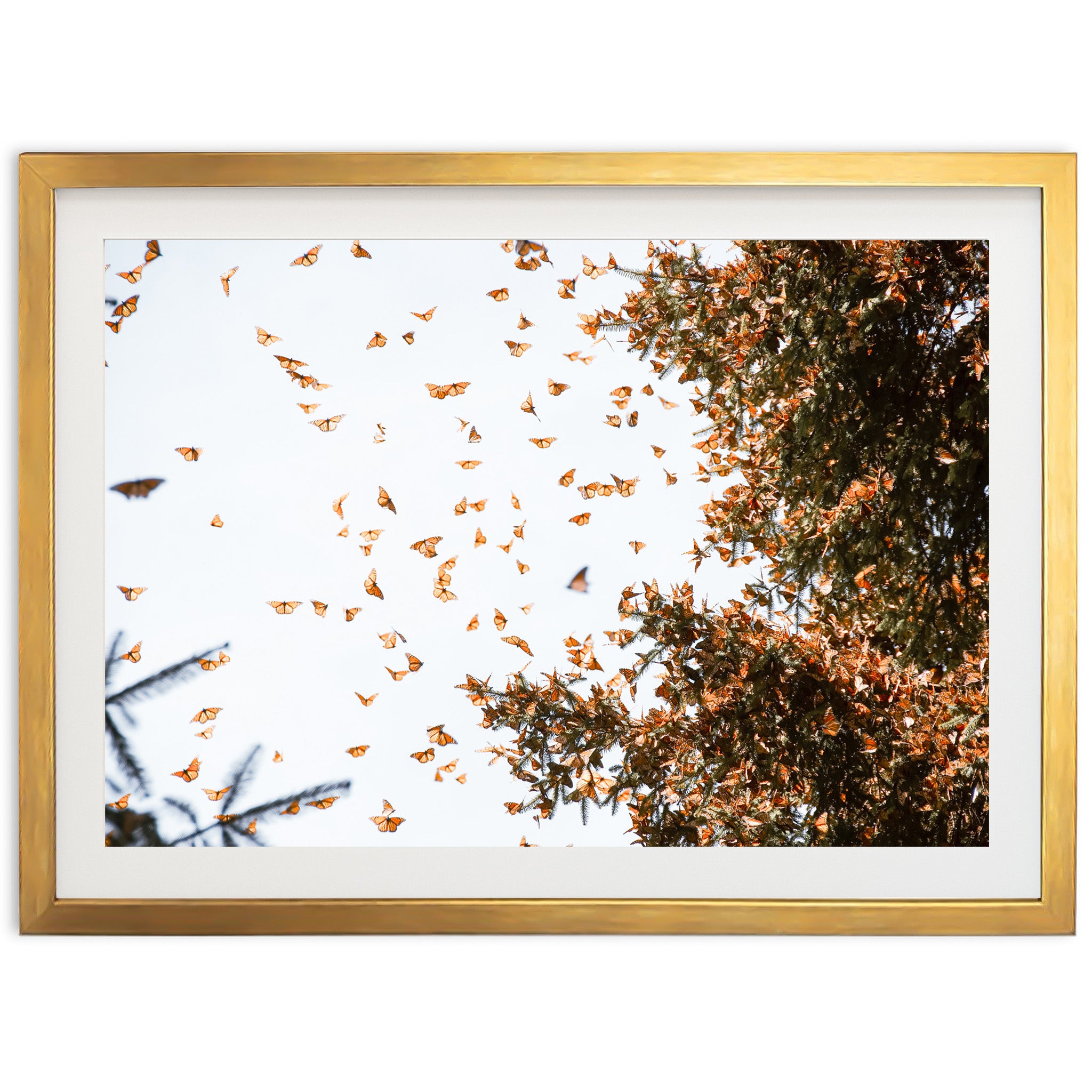 a picture of a bunch of butterflies flying in the sky