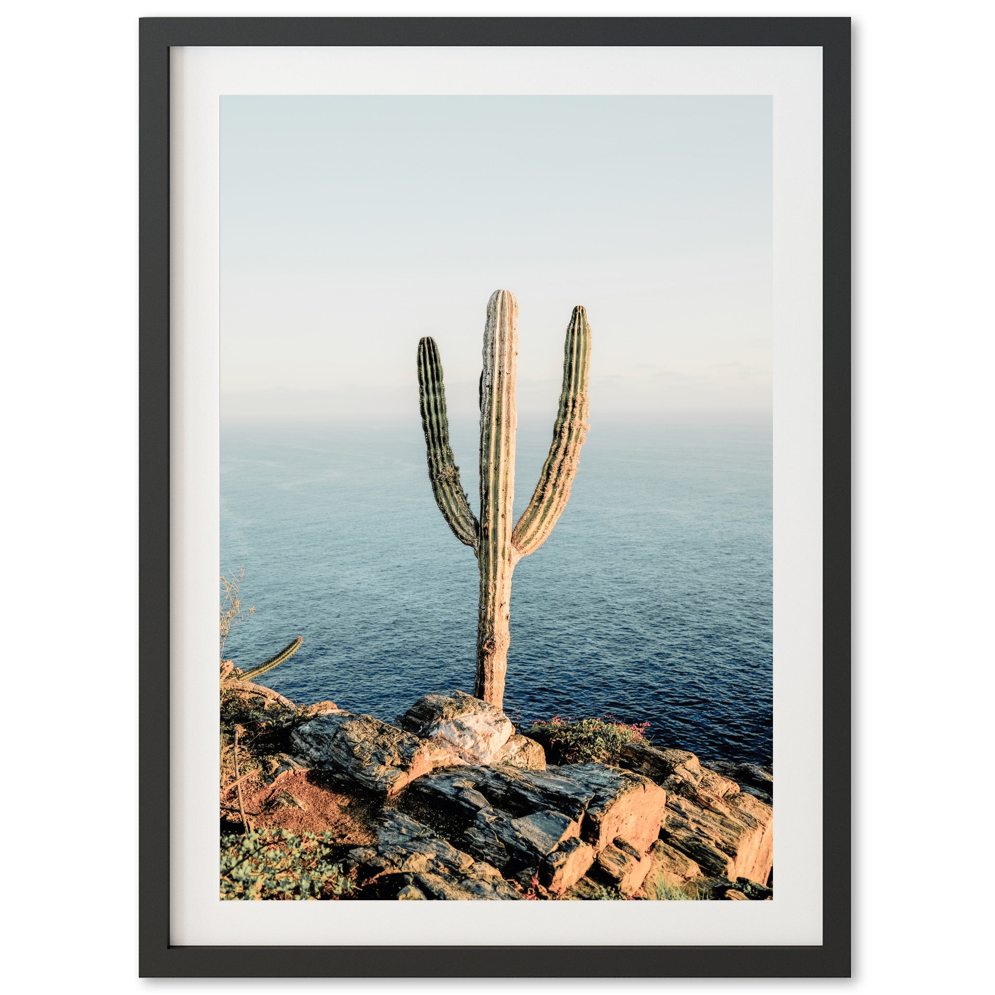 a cactus on a rocky cliff by the ocean